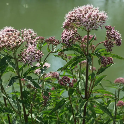 Valériane stress anxiété